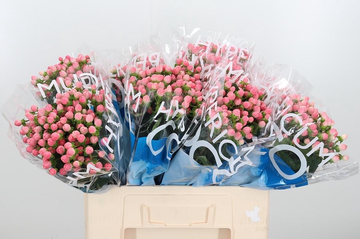 <h4>Hyp Coco Casino</h4>