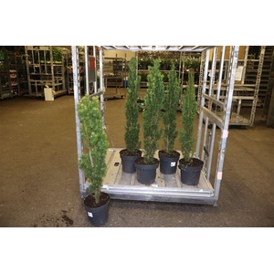 Taxus Ba Fast Robust