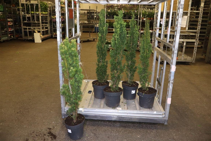 <h4>Taxus Ba Fast Robust</h4>