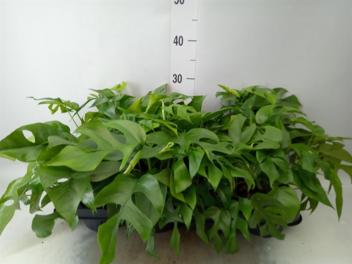 <h4>Monstera   ...</h4>