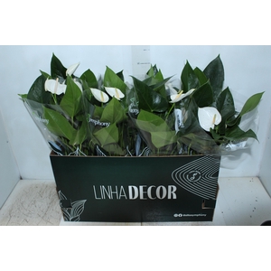 ANTHURIUM WHITE WINNER P15 BRANCO