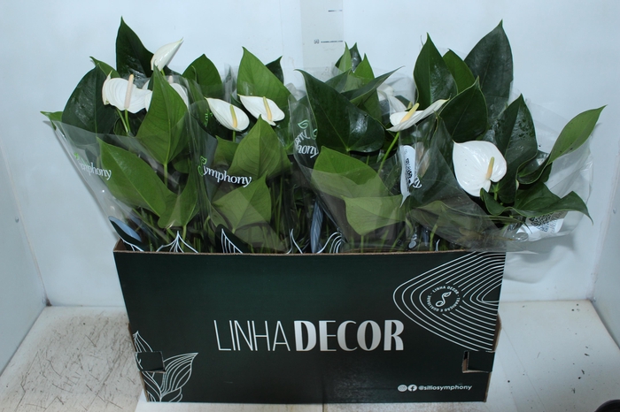 <h4>ANTHURIUM WHITE WINNER P15 BRANCO</h4>