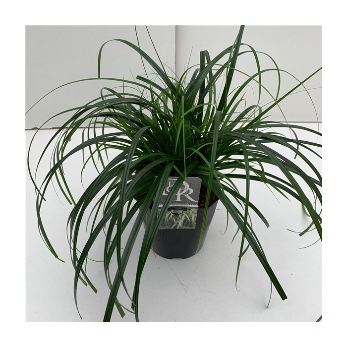 <h4>Carex 'Ribbon Falls'</h4>