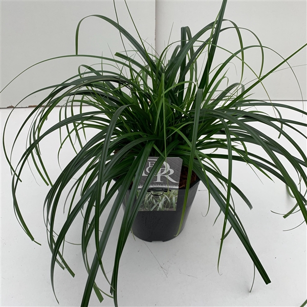 <h4>Carex 'Ribbon Falls'</h4>