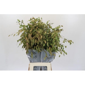 Chasmanth Latifolium 80 Cm