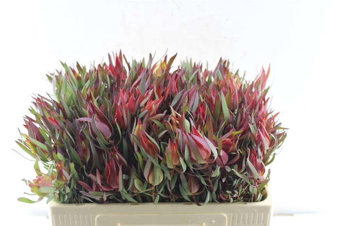 <h4>Leucad Fireglow X 5</h4>