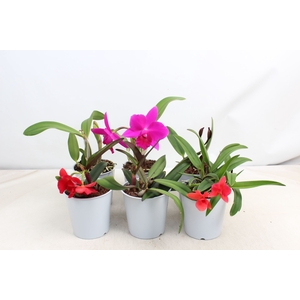 Cattleya
