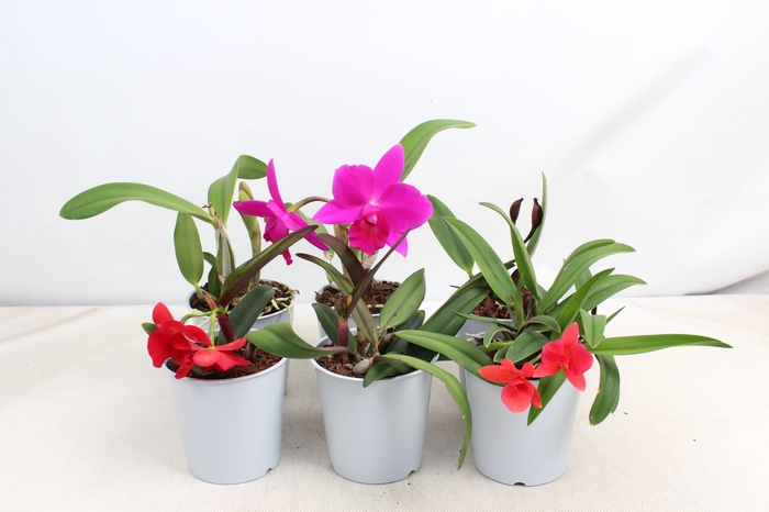 <h4>Cattleya</h4>