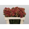 Kaaps Groen Red Brunia Small
