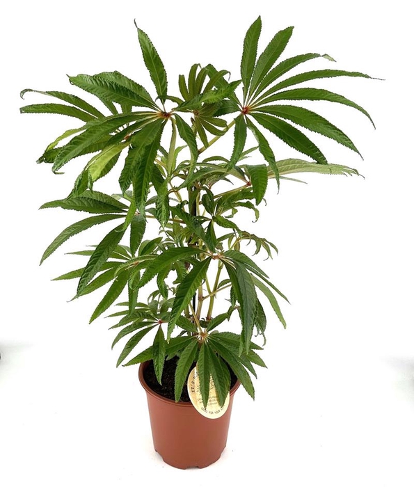 BEGONIA REX-HYBRID P19