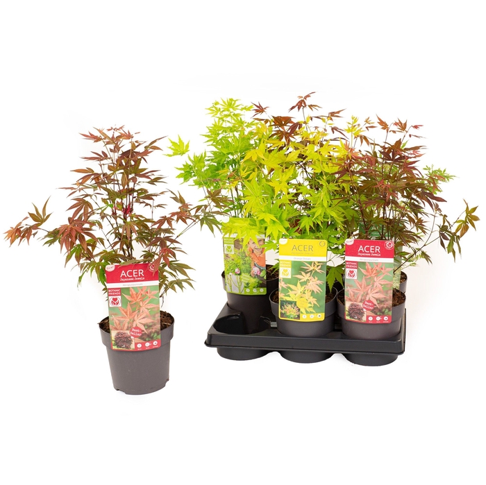 <h4>ACER PALMATUM</h4>