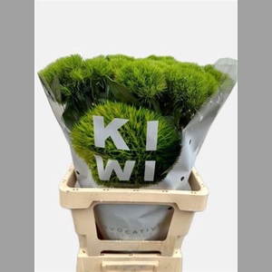 Di Barb Kiwi Mellow