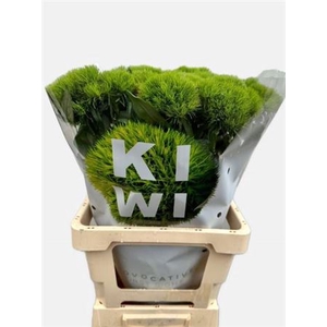 Di Barb Kiwi Mellow Xxl