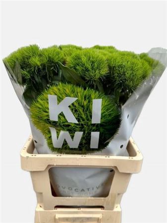 <h4>Di Barb Kiwi Mellow Xxl</h4>