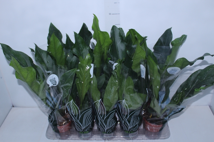 <h4>ANTHURIUM PLOWMANII P12</h4>