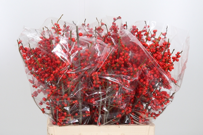 <h4>Ilex Ve Rode Bes</h4>