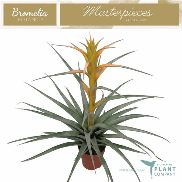<h4>Tillandsia variés</h4>