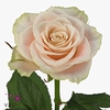 Rosa large charmant