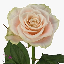 Rosa large charmant