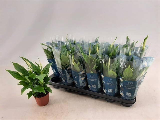 <h4>SPATH CHOPIN</h4>