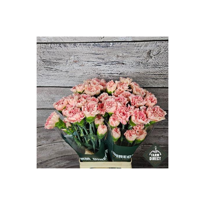 <h4>Di St Eternal Love</h4>