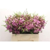 Chame Eden Purple 55cm