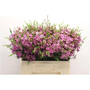 Chame Eden Purple 55cm