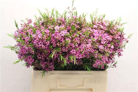 <h4>Chame Eden Purple 55cm</h4>