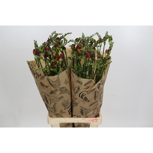 Freesia One Red XXL