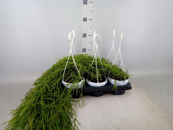 <h4>Hoya linearis</h4>