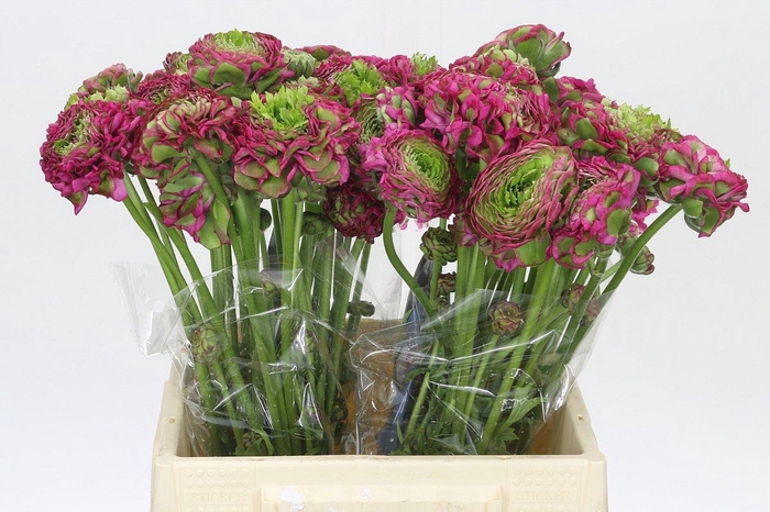 Ranunculus Pon Pon Fanny Extra