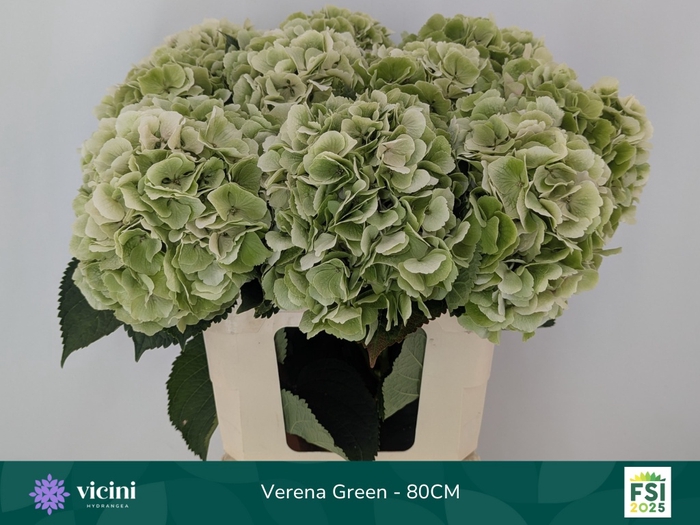 <h4>HYDR M CH VERENA CL</h4>