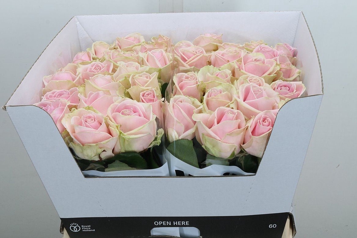 <h4>Rosa GR 'Sweet Avalanche'</h4>