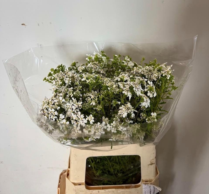 <h4>IBERIS UMBELLATA</h4>