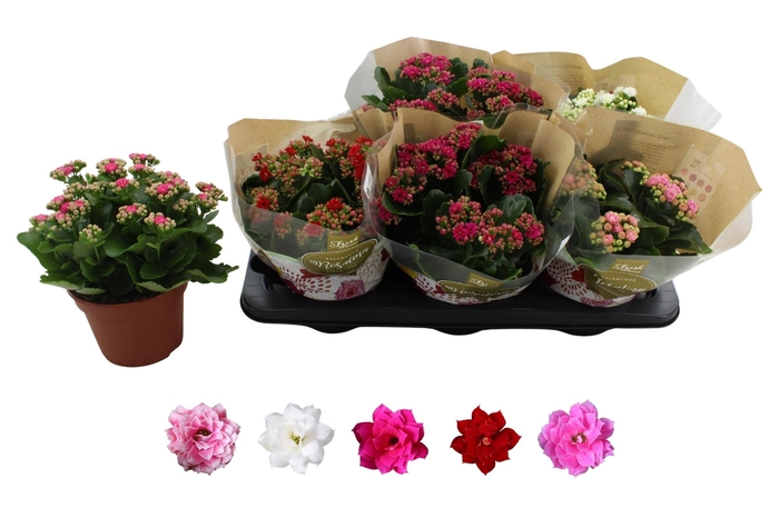 <h4>KAL GE RO GEM 5 KL</h4>