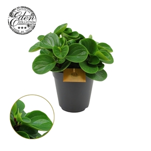 Peperomia Obtusifolia Red Canyon 15cm