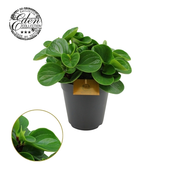 <h4>Peperomia Obtusifolia Red Canyon 15cm</h4>