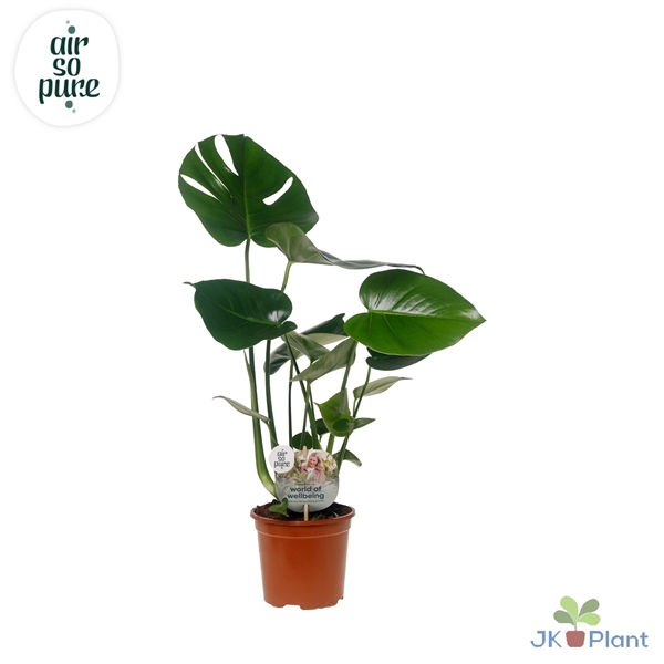 <h4>Monstera Deliciosa "Disc Etiket Air So Pure" -> less plastic</h4>