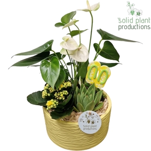 AT003 Loes Yellow Anthurium