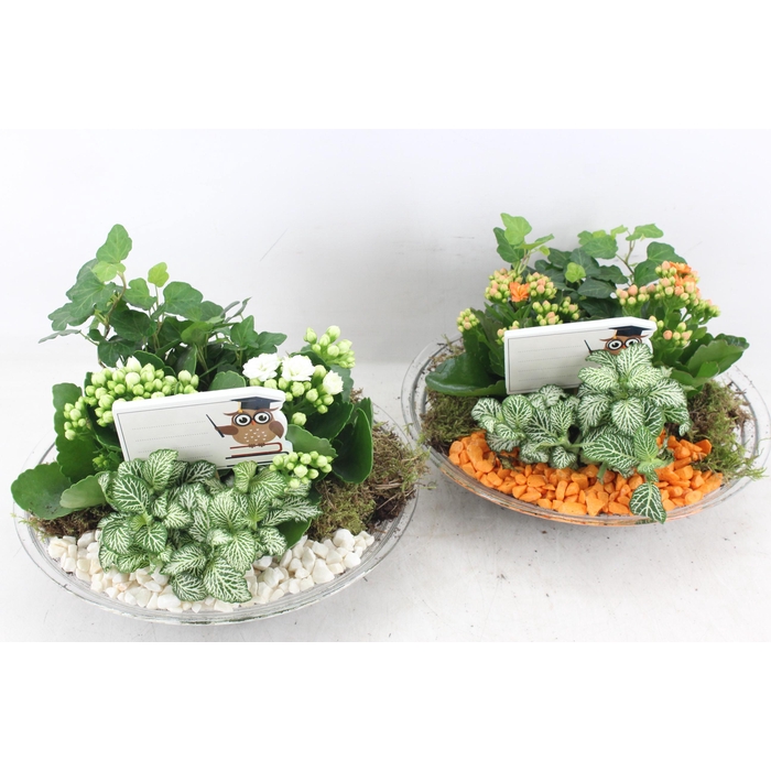 <h4>Arr2 Pl - Glas Schaal 27cm - Oranje/wit</h4>