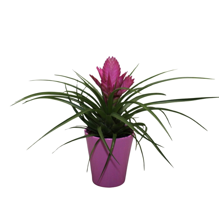 <h4>Tillandsia cyanea 'Josée'</h4>