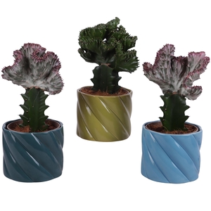 Cactus mix Euphorbia l. Ø12cm in Ø14cm Ceramic FB674
