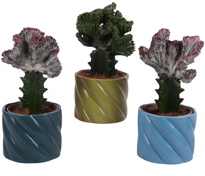 <h4>Cactus mix Euphorbia l. Ø12cm in Ø14cm Ceramic FB674</h4>