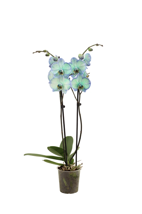 <h4>Phal I Am Polar Light 2T14+ (24 uur levertijd)</h4>
