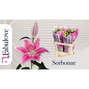 Li Or Sorbonne