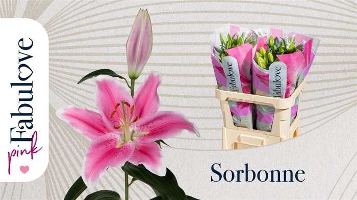 <h4>Li Or Sorbonne</h4>