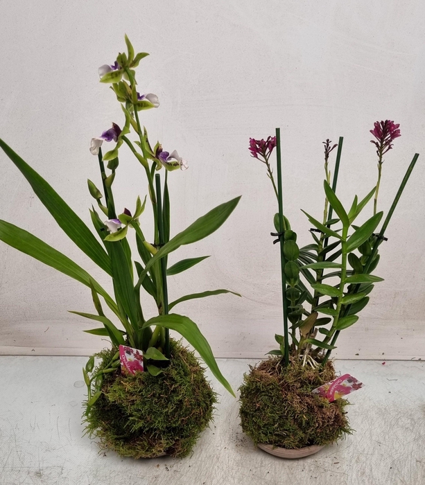 <h4>ARR ORCHIDEE</h4>