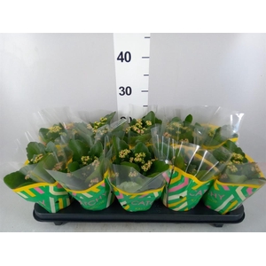 Kalanchoe blos. 'RosDon Geraldo'