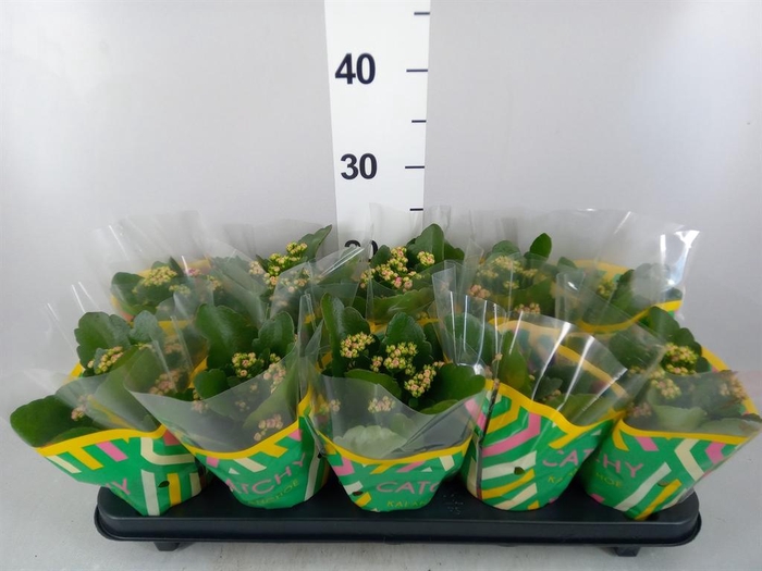 <h4>Kalanchoe blos. 'RosDon Geraldo'</h4>