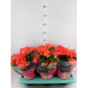Begonia elat. DU 'Reina'